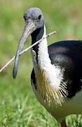 Straw-necked Ibis