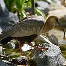 Ibis des Andes