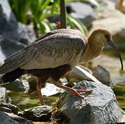 Andean Ibis