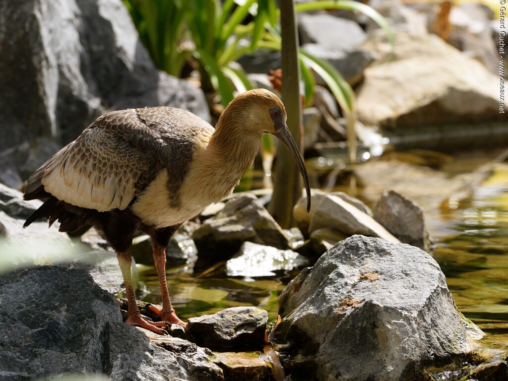 Ibis des Andes