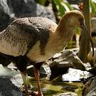 Ibis des Andes