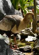 Andean Ibis