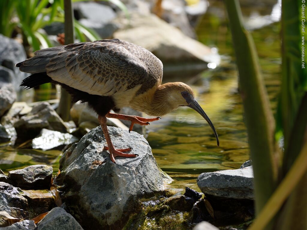 Ibis des Andes