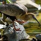 Ibis des Andes