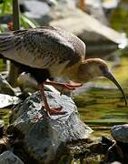 Andean Ibis