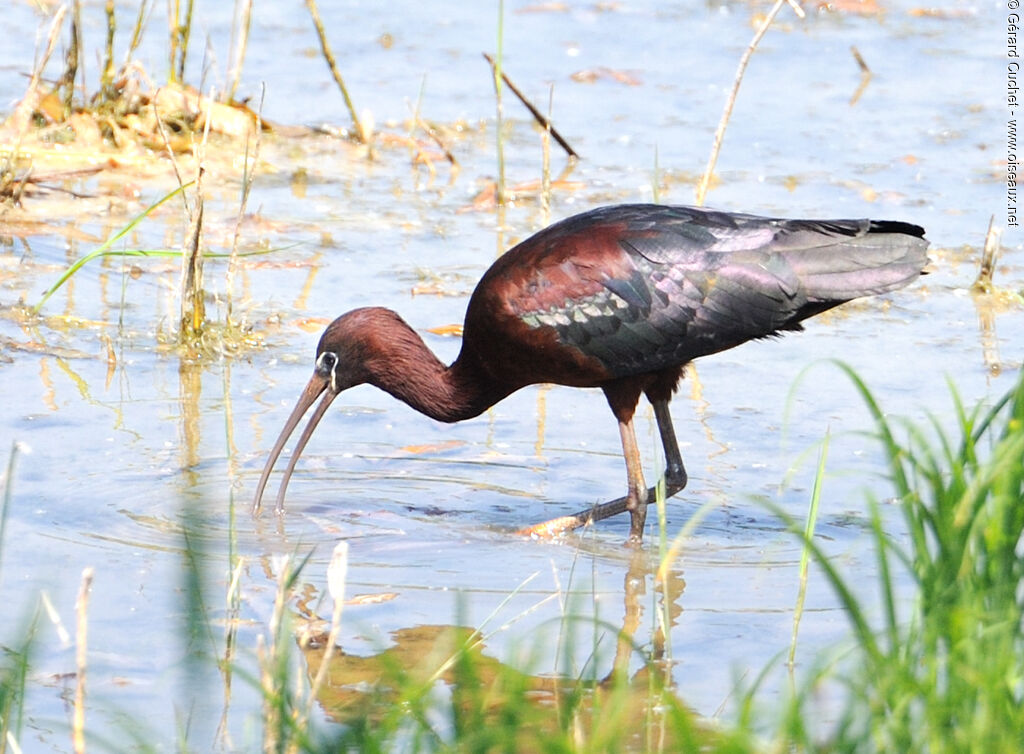 Ibis falcinelle