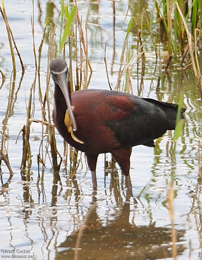 Ibis falcinelleadulte, régime, pêche/chasse