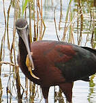 Ibis falcinelle