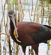 Glossy Ibis