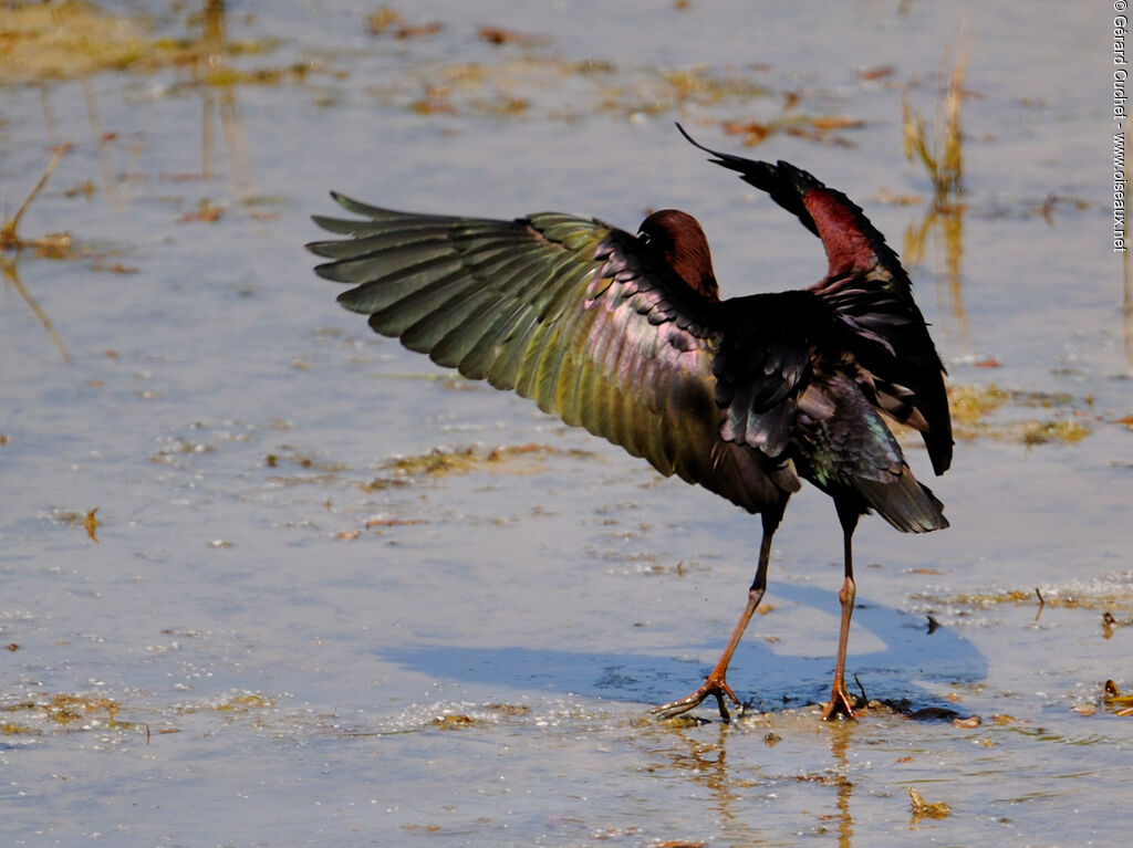 Ibis falcinelle