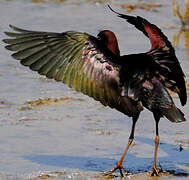 Glossy Ibis