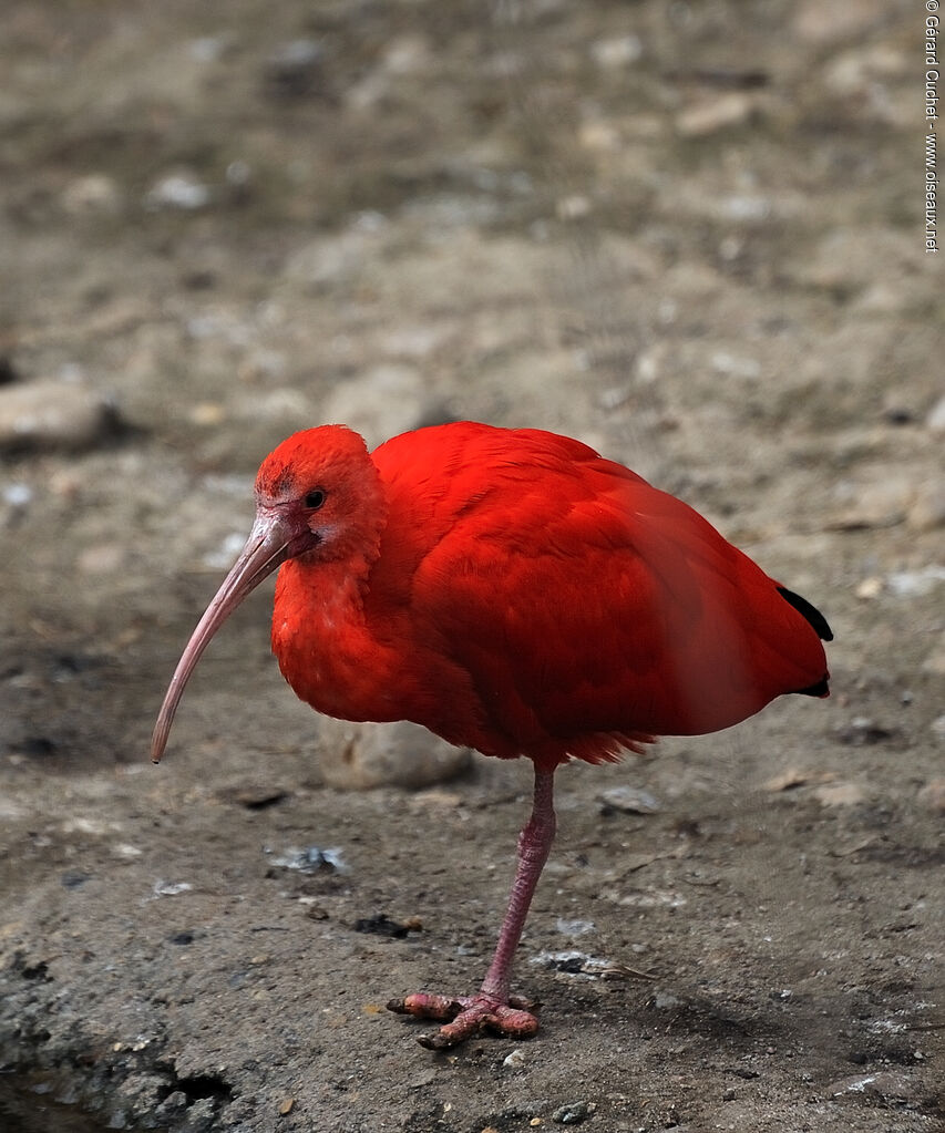 Ibis rouge