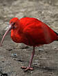 Ibis rouge