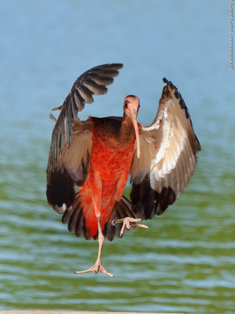 Ibis rouge