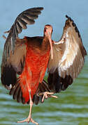 Scarlet Ibis