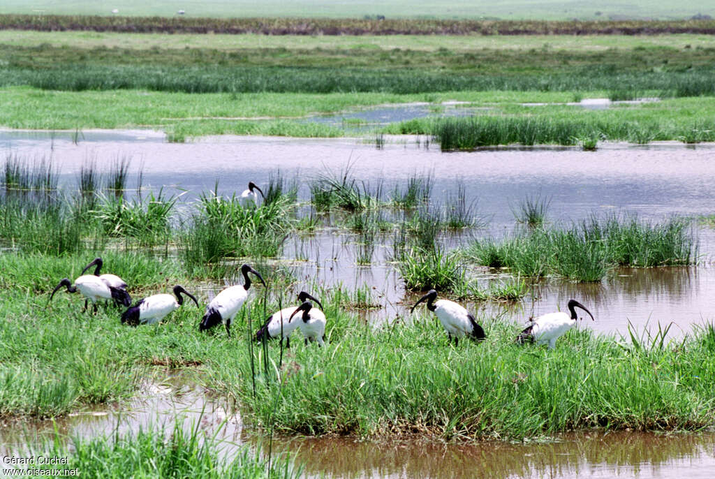 Ibis sacréadulte, habitat