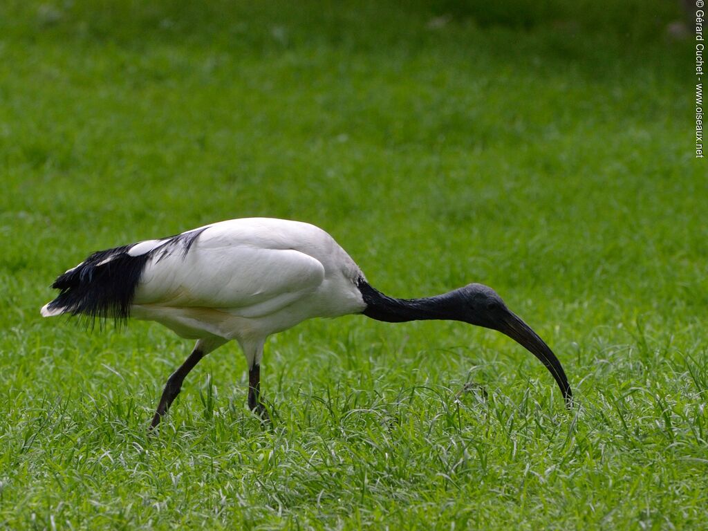 African Sacred Ibis