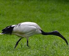 African Sacred Ibis