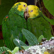 Amazone à tête jaune