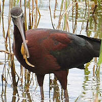 Ibis falcinelle