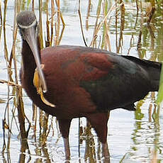 Ibis falcinelle