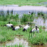 Ibis sacré