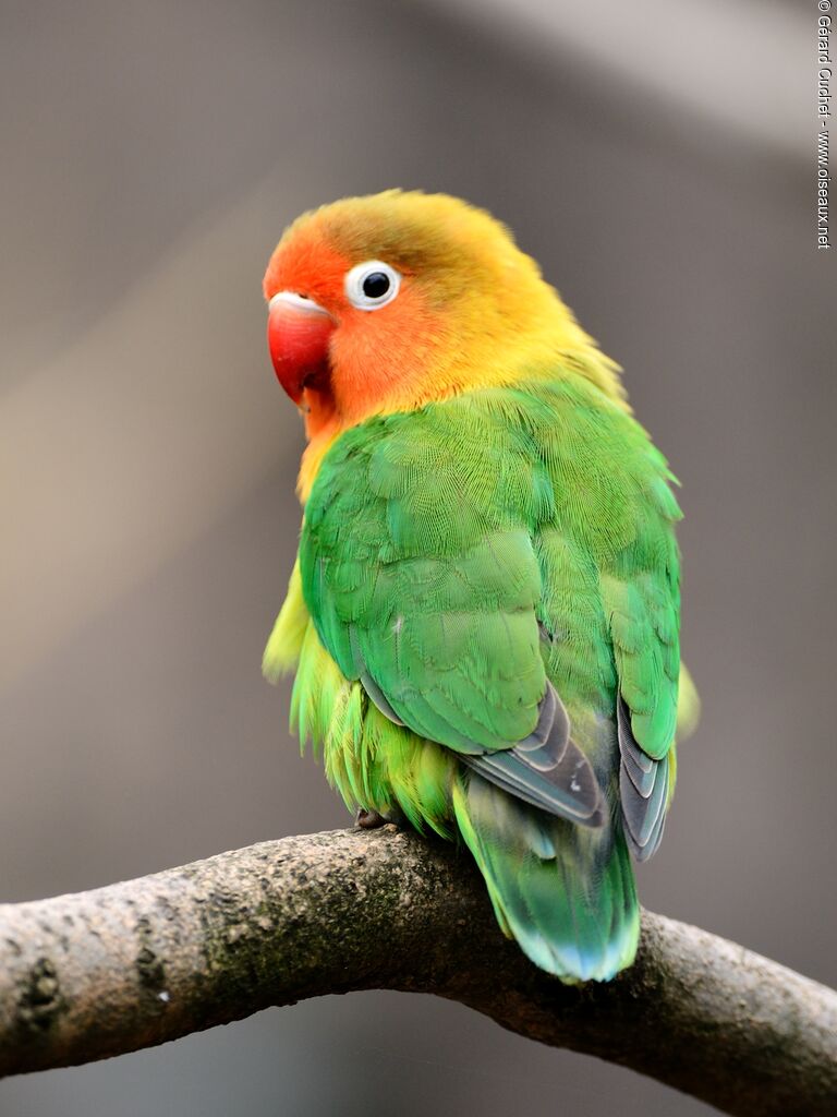 Fischer's Lovebird