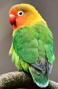 Fischer's Lovebird