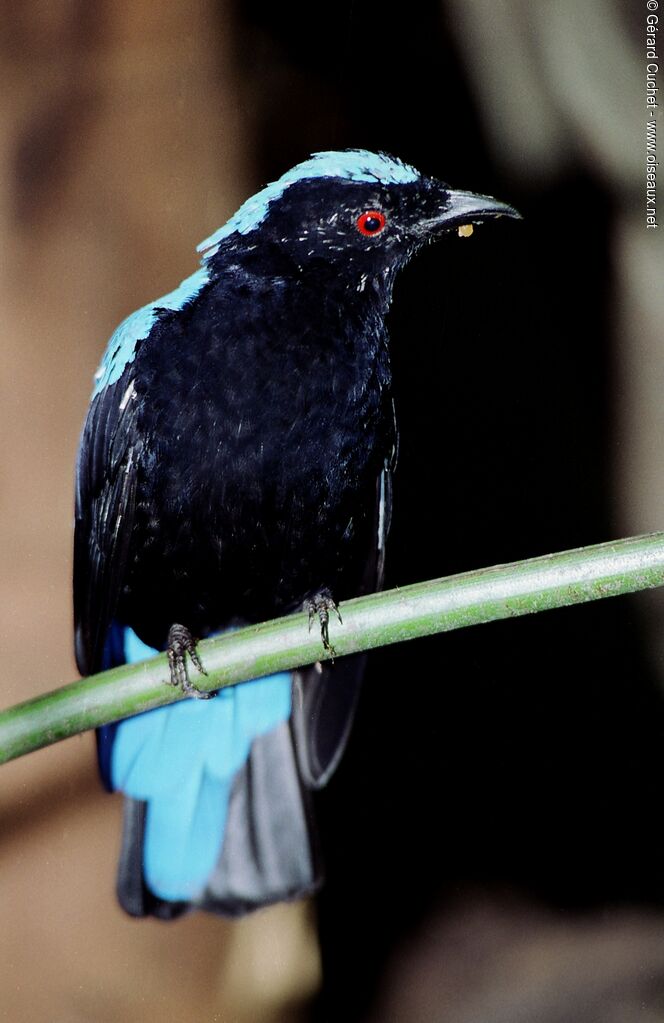 Asian Fairy-bluebird