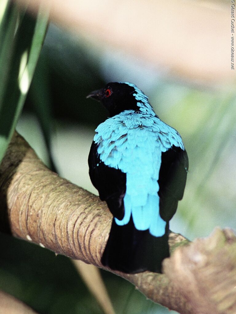 Asian Fairy-bluebird