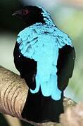 Asian Fairy-bluebird