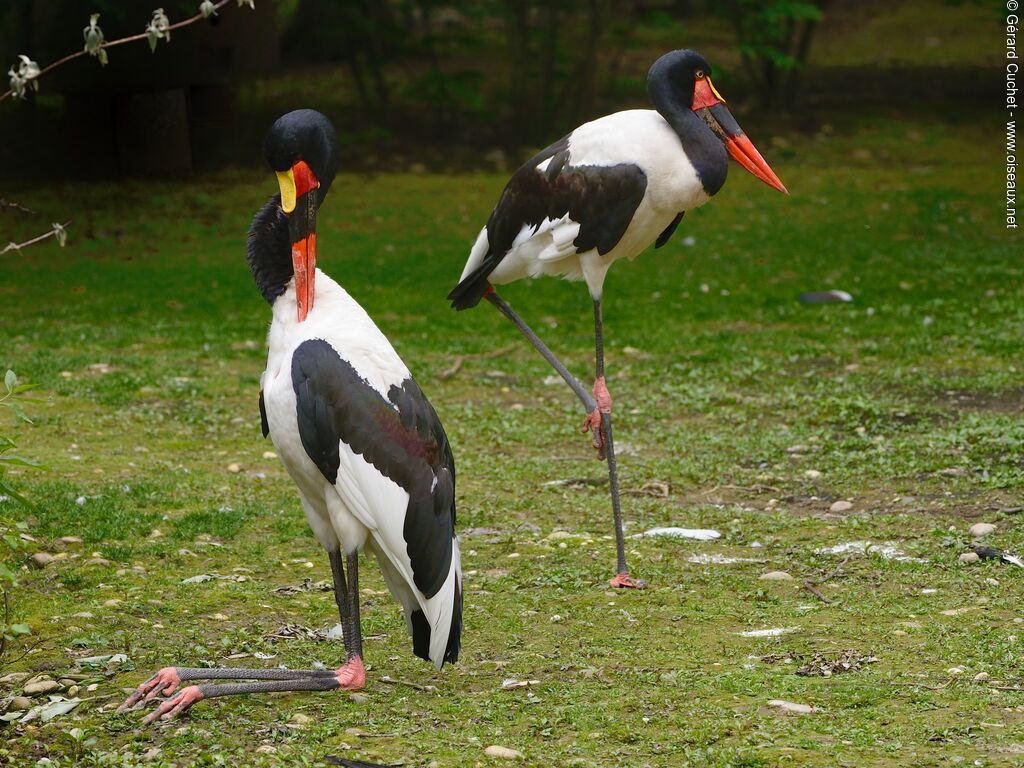 Saddle-billed Stork