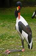 Saddle-billed Stork