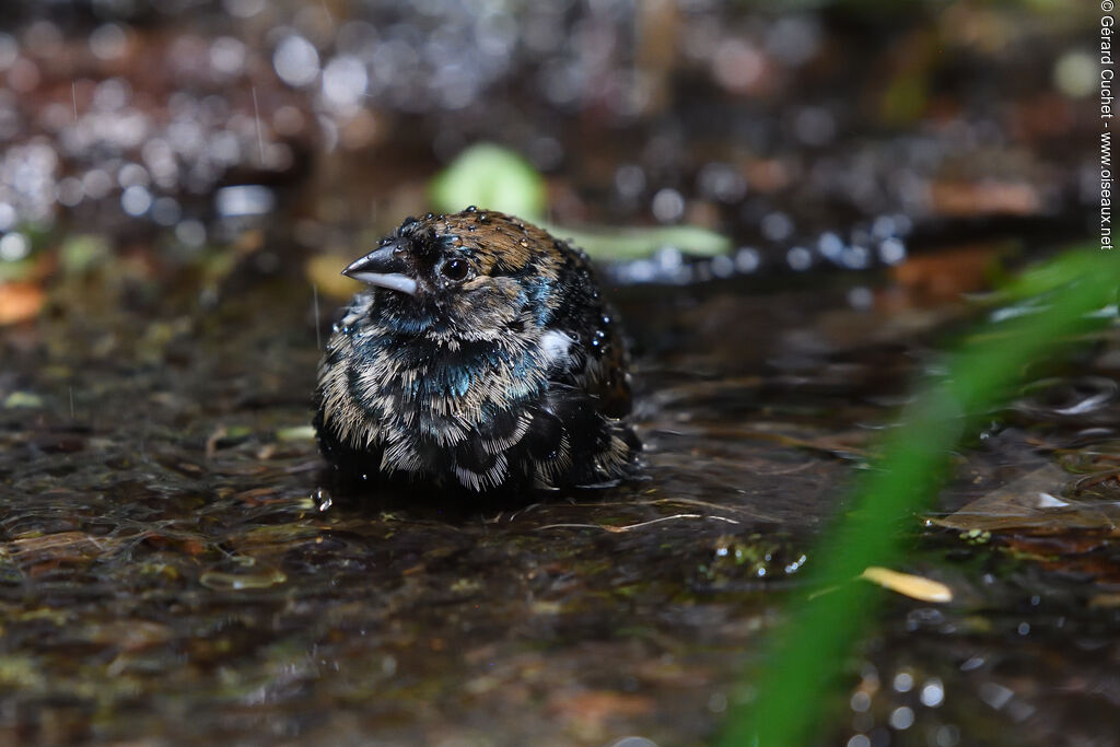 Blue-black Grassquitjuvenile