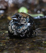 Blue-black Grassquit