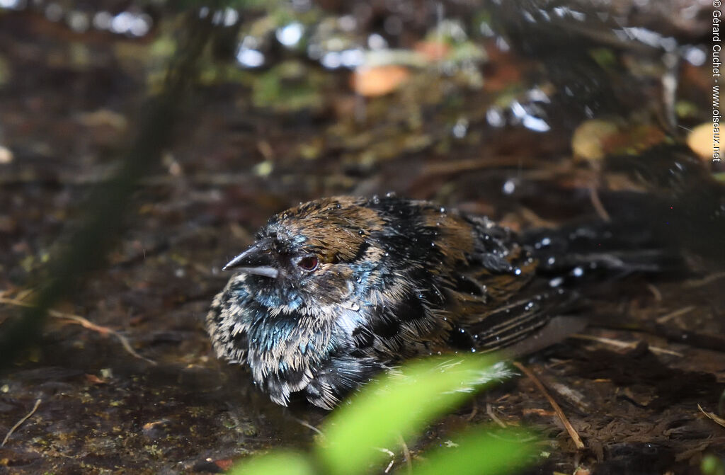 Blue-black Grassquitjuvenile