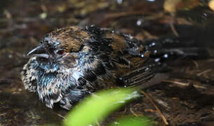 Blue-black Grassquit