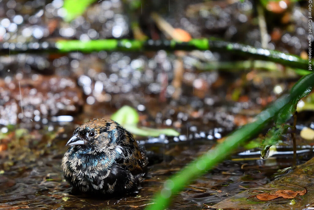 Blue-black Grassquitjuvenile, pigmentation