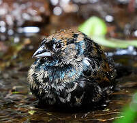 Blue-black Grassquit