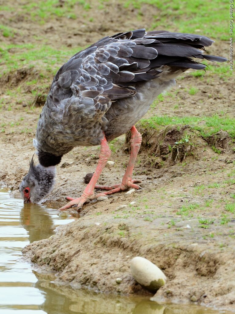 Southern Screamer