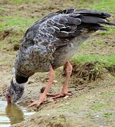 Southern Screamer