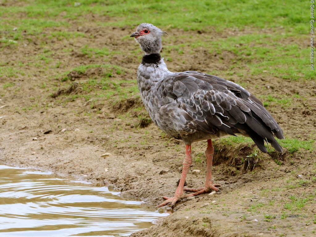 Southern Screamer