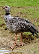 Southern Screamer