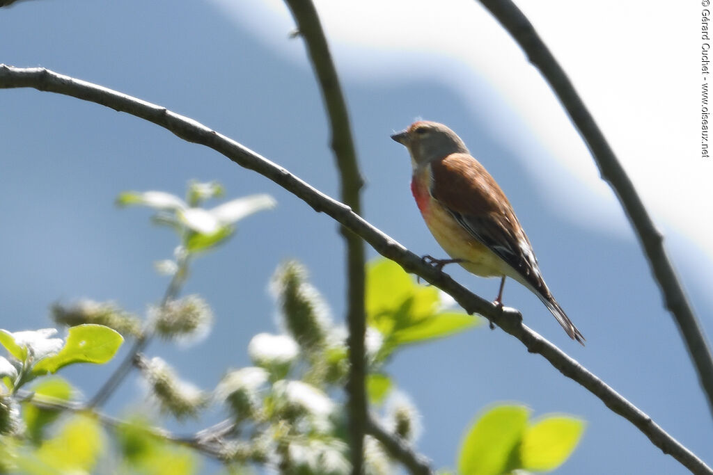 Linotte mélodieuse