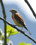 Common Linnet