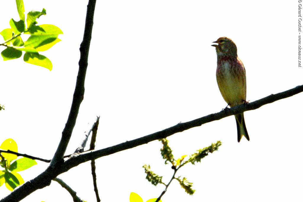 Linotte mélodieuse