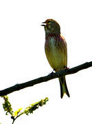 Common Linnet