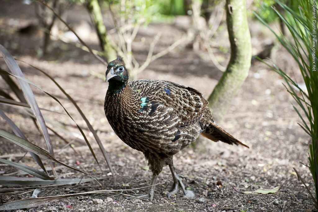 Himalayan Monal male juvenile