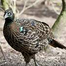 Lophophore resplendissant