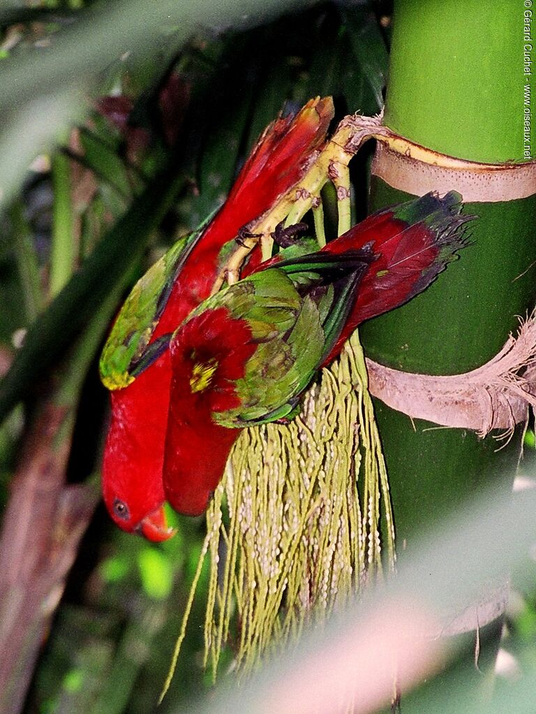 Red Lory